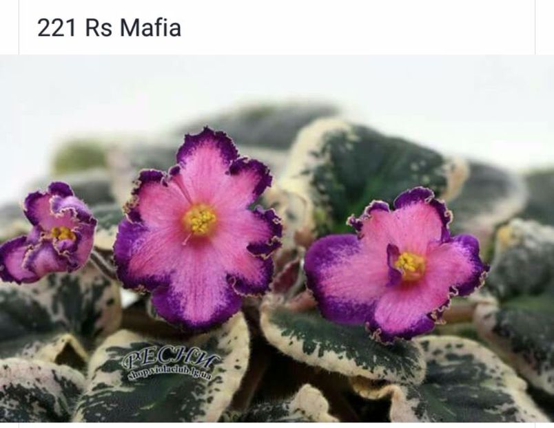 IMG-20170501-WA0255 - COLECTIE VIRTUALA violete