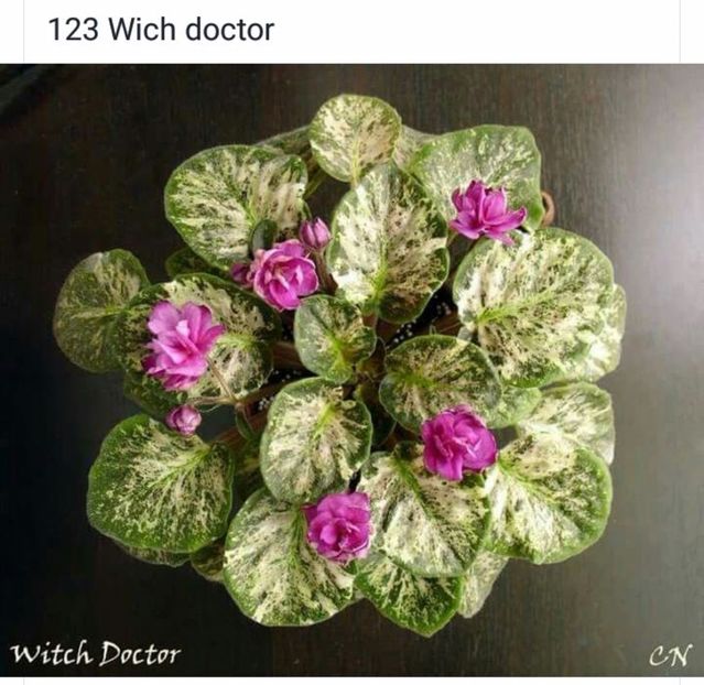 IMG-20170501-WA0254 - COLECTIE VIRTUALA violete