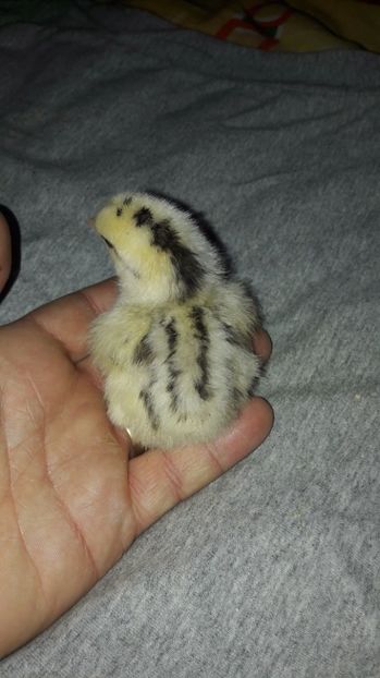 o noua serie - d Puisori de gaina