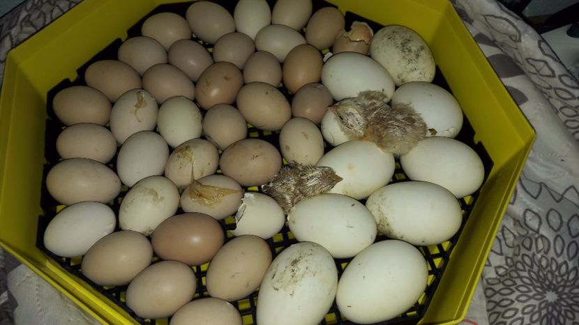 Un experiment reusit - d Puisori de gaina