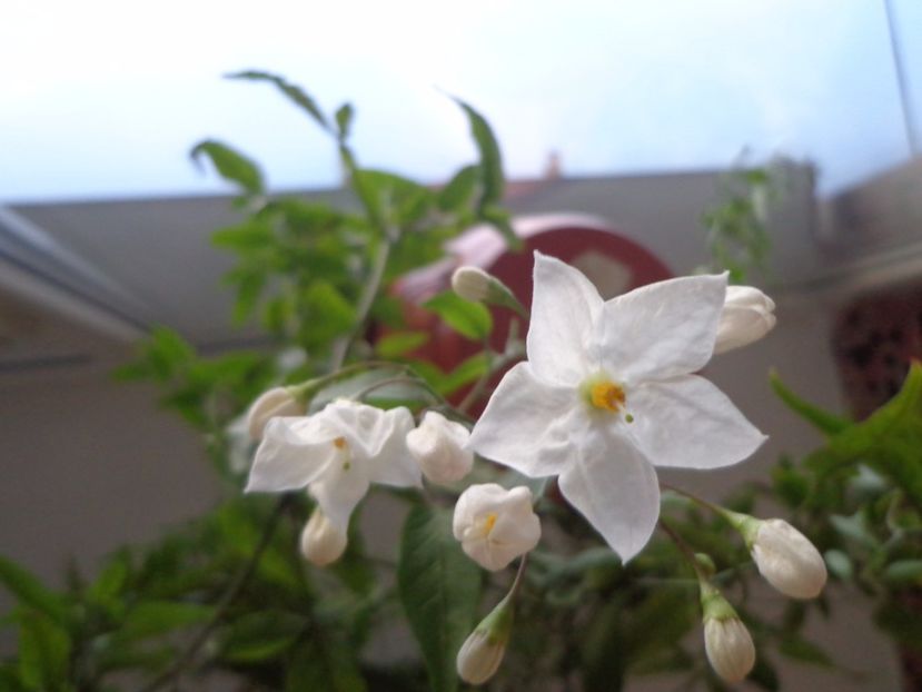 Solanum jasminoides - Argumente