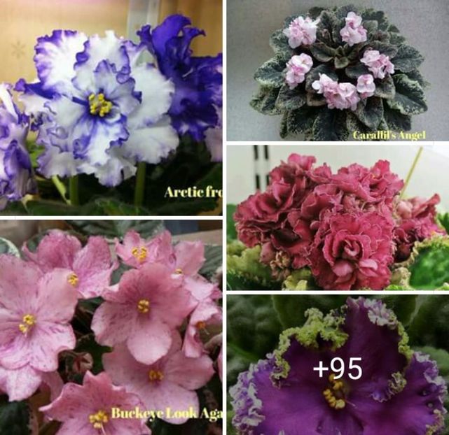 IMG-20170501-WA0215 - COLECTIE VIRTUALA violete