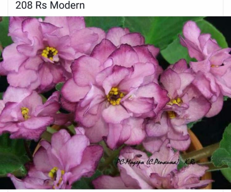 IMG-20170501-WA0214 - COLECTIE VIRTUALA violete