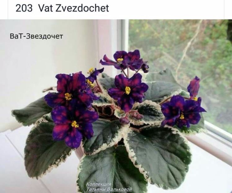 IMG-20170501-WA0213 - COLECTIE VIRTUALA violete