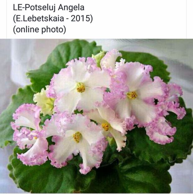 IMG-20170501-WA0207 - COLECTIE VIRTUALA violete