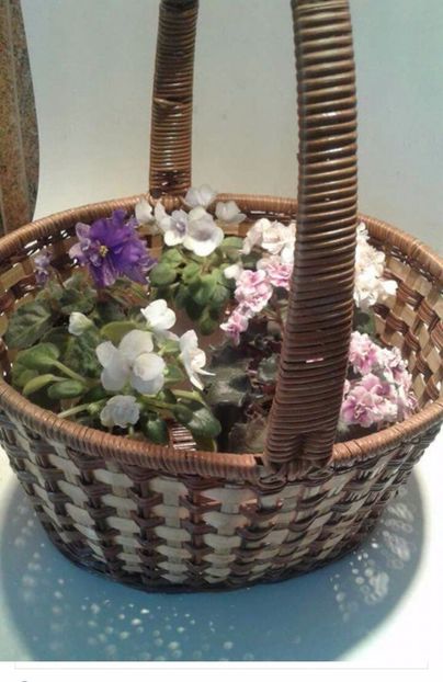 IMG-20170501-WA0206 - COLECTIE VIRTUALA violete