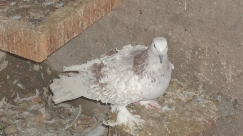  - FREZATI  CRETI MAGIARI