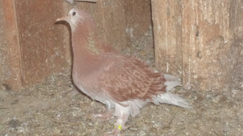  - FREZATI  CRETI MAGIARI