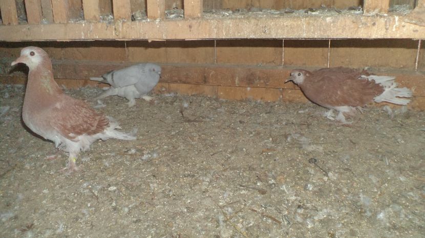 PRIMA SERIE DE PUI - FREZATI  CRETI MAGIARI