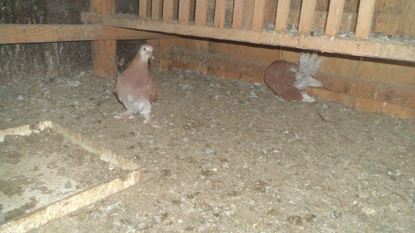  - FREZATI  CRETI MAGIARI