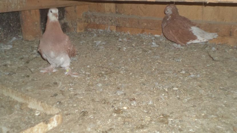  - FREZATI  CRETI MAGIARI