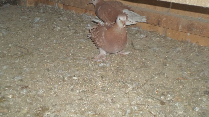  - FREZATI  CRETI MAGIARI