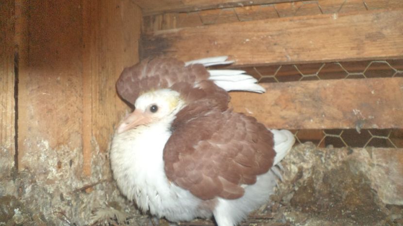 primi pui 2017 - PORUMBEI VOIAJORI LIST MATCA 2016