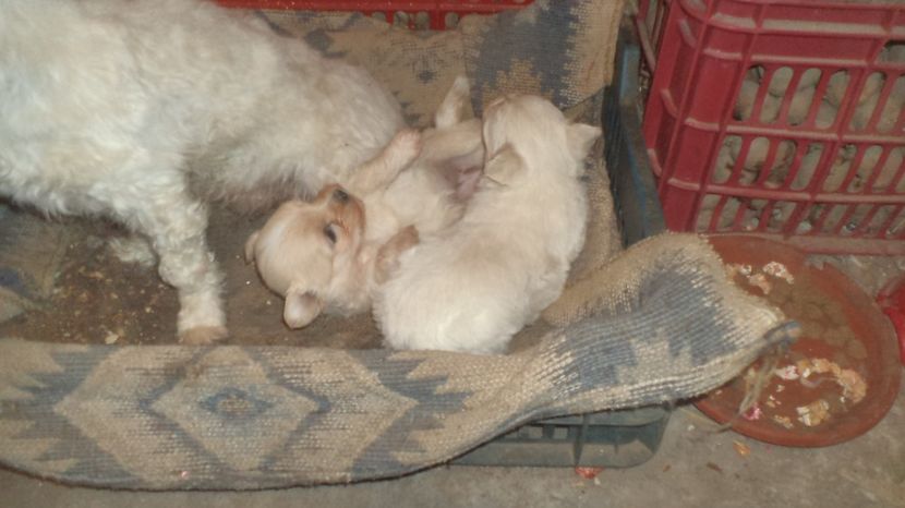  - PAZNICI CREDINCIOSI LA DATORIE