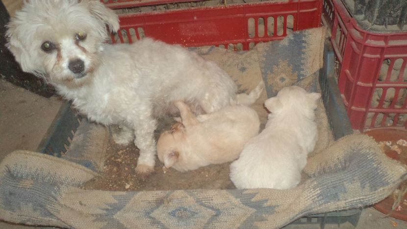 DOUA FETE AU SUPRAVETUIT - PAZNICI CREDINCIOSI LA DATORIE