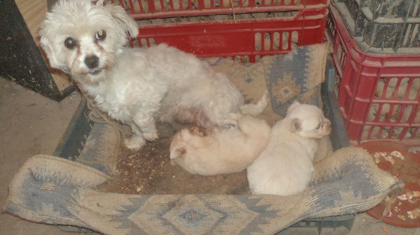 IZA SI FETELE LA O LUNA - PAZNICI CREDINCIOSI LA DATORIE