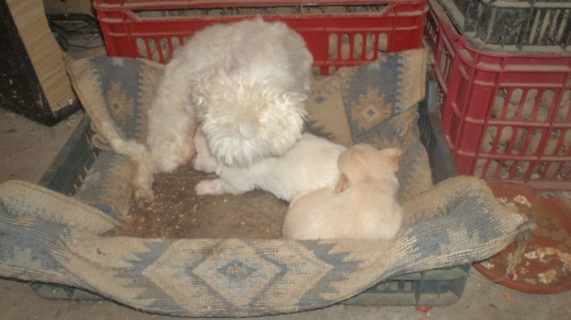  - PAZNICI CREDINCIOSI LA DATORIE