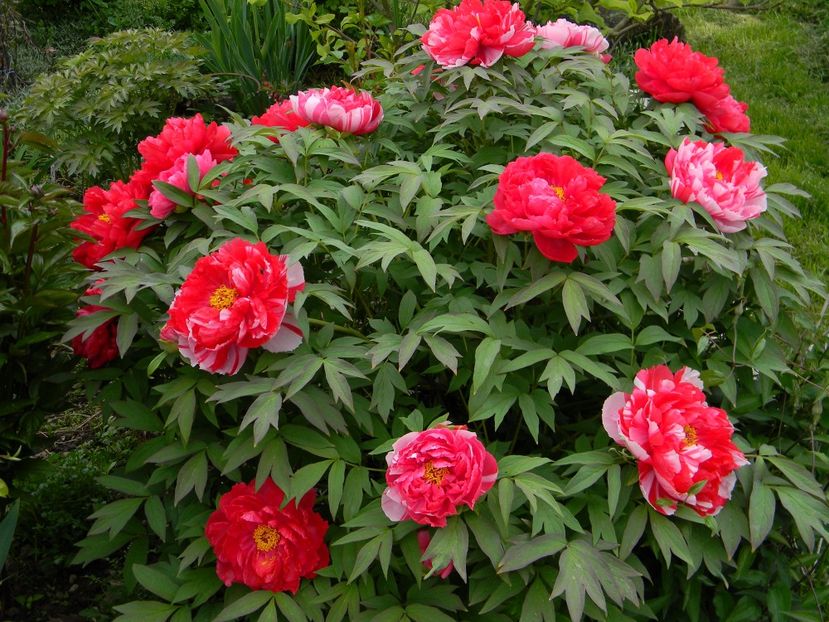  - 1-0 Favoritele gradinii mele