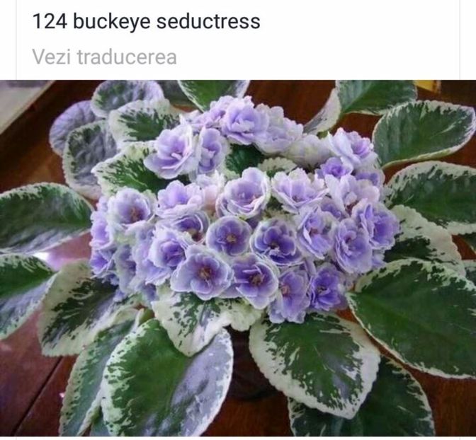 IMG-20170501-WA0264 - COLECTIE VIRTUALA violete