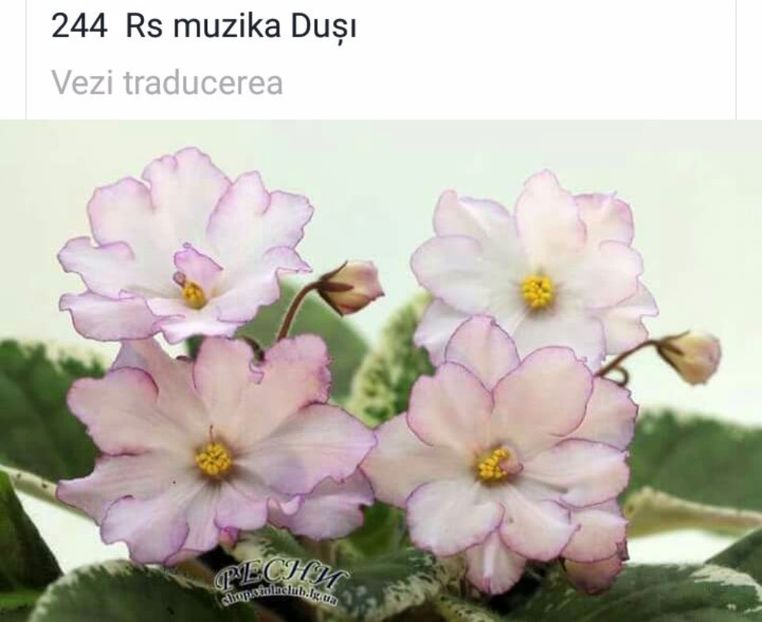 IMG-20170501-WA0205 - COLECTIE VIRTUALA violete