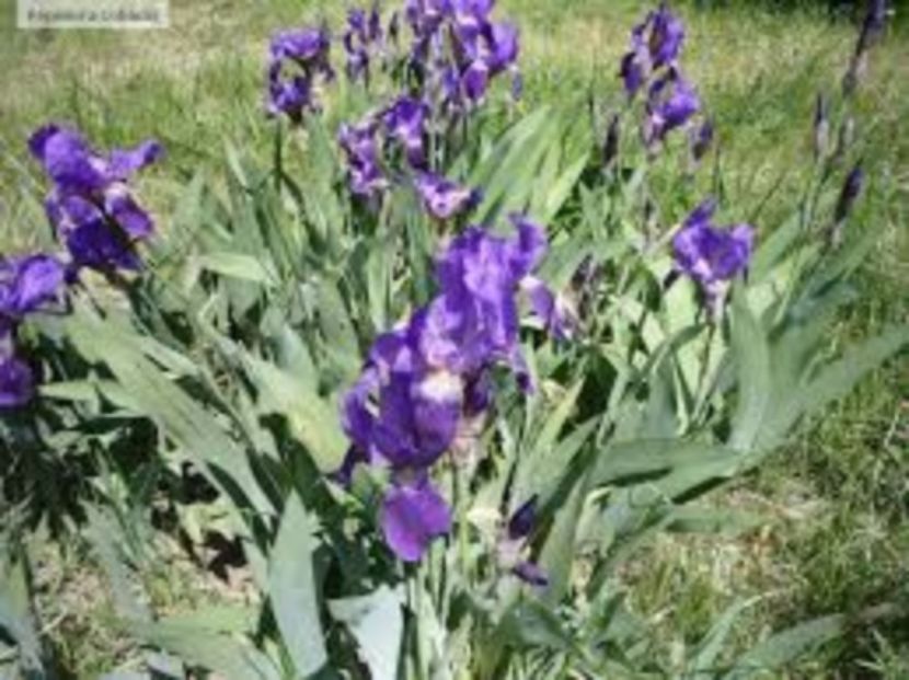 images (1) - Dau la schimb
