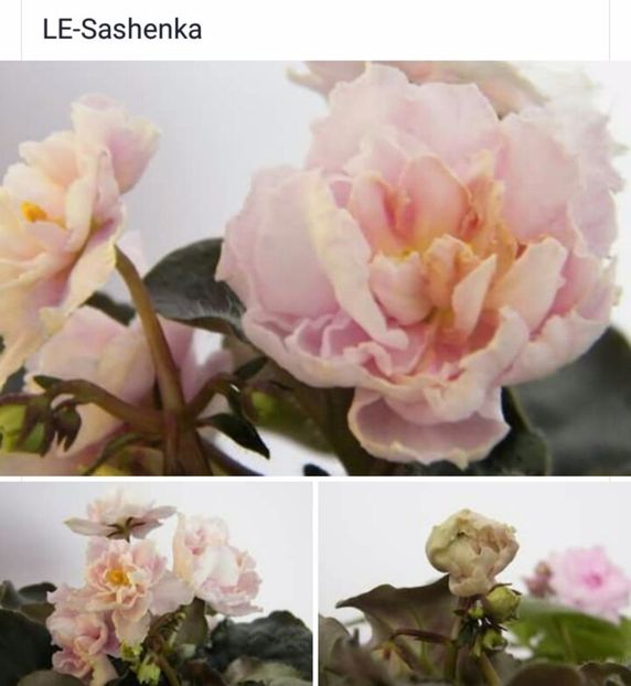 IMG-20170501-WA0180 - COLECTIE VIRTUALA violete