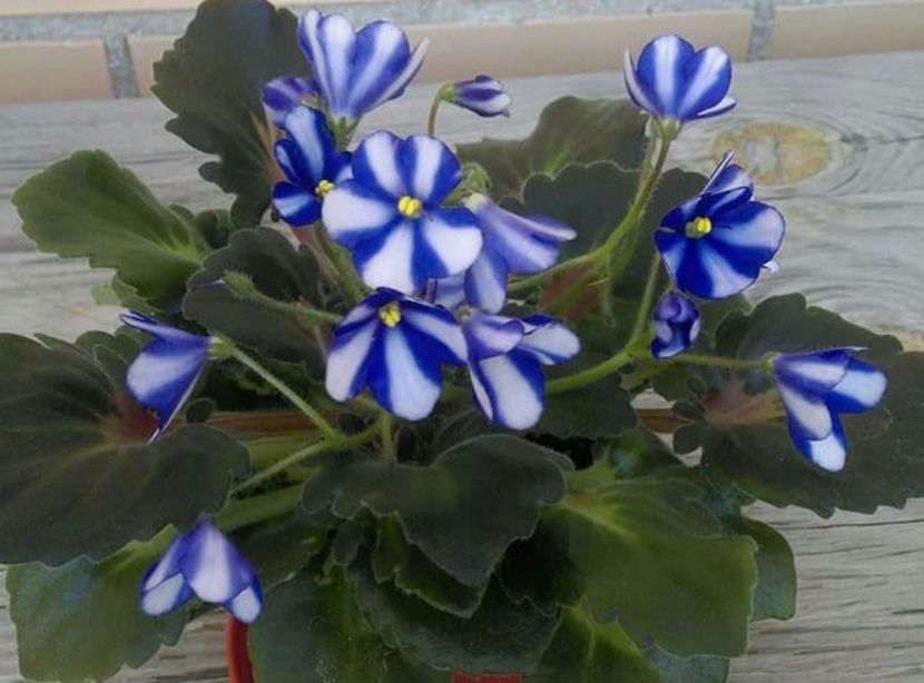 IMG-20170501-WA0145 - COLECTIE VIRTUALA violete