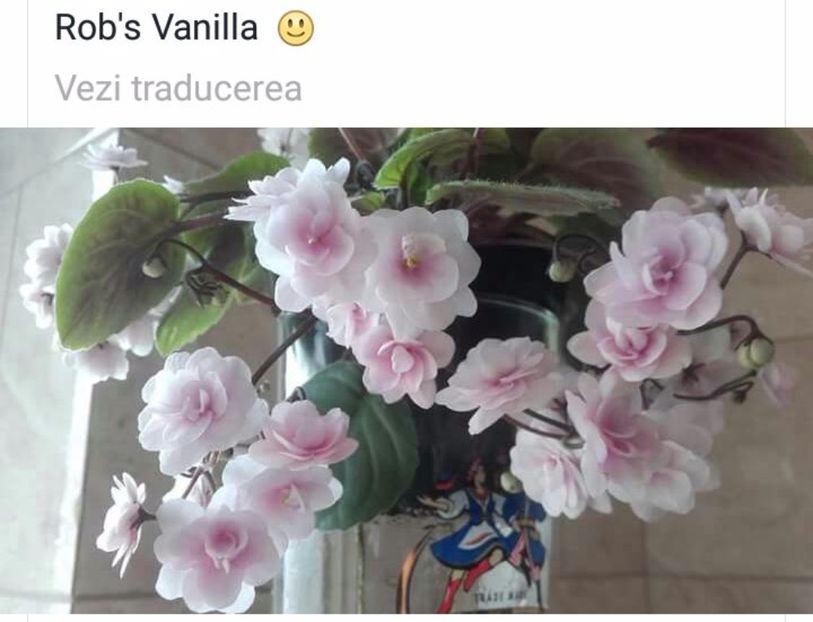 IMG-20170501-WA0134 - COLECTIE VIRTUALA violete