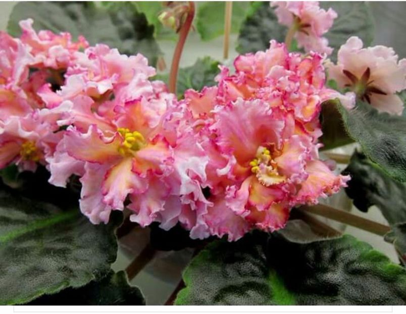 IMG-20170501-WA0099 - COLECTIE VIRTUALA violete