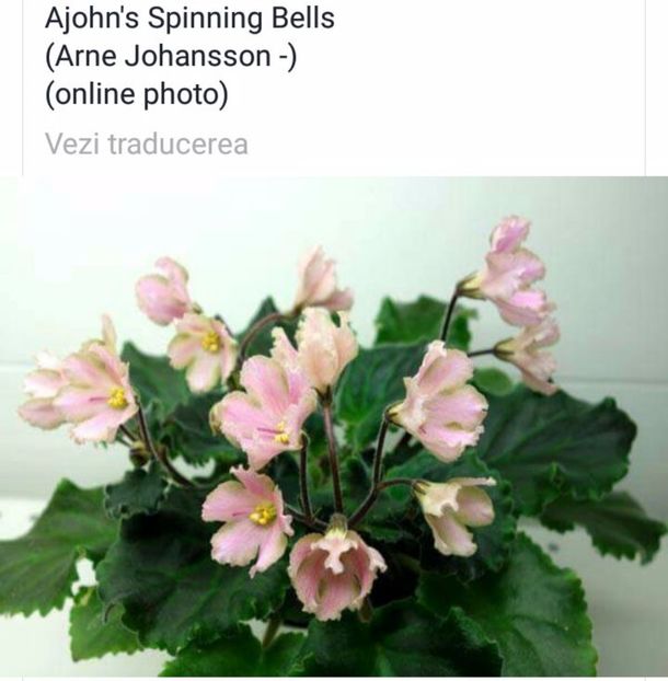 IMG-20170501-WA0095 - COLECTIE VIRTUALA violete