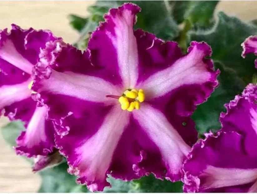 IMG-20170501-WA0087 - COLECTIE VIRTUALA violete