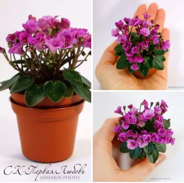 IMG-20170501-WA0037 - COLECTIE VIRTUALA violete