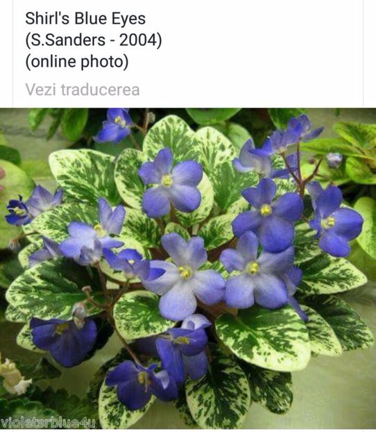 IMG-20170501-WA0042 - COLECTIE VIRTUALA violete