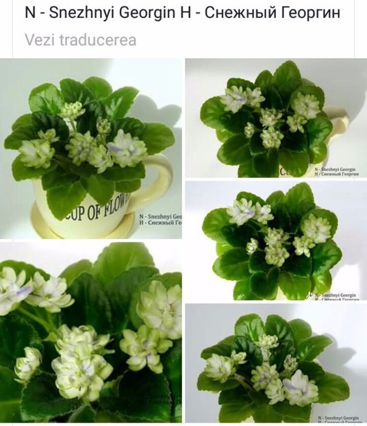 IMG-20170501-WA0033 - COLECTIE VIRTUALA violete