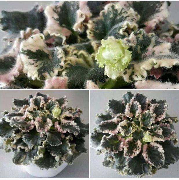 IMG-20170501-WA0195 - COLECTIE VIRTUALA violete