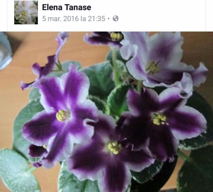 IMG-20170501-WA0032 - COLECTIE VIRTUALA violete