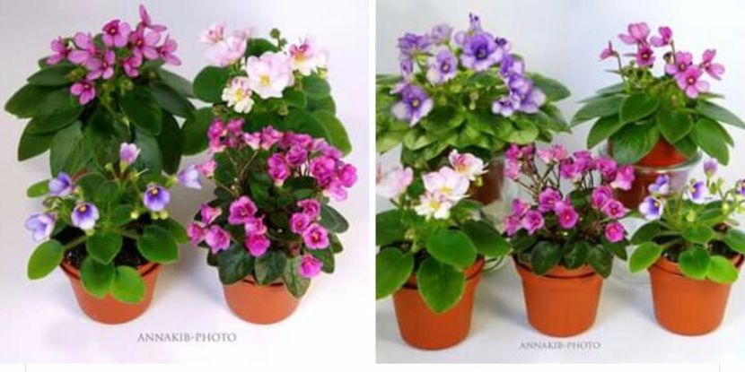 IMG-20170501-WA0031 - COLECTIE VIRTUALA violete