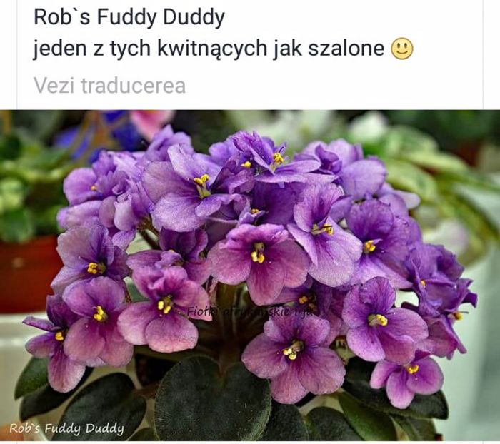 IMG-20170501-WA0184 - COLECTIE VIRTUALA violete