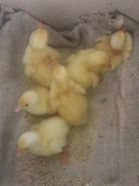 received_797134917113099 - Pekin