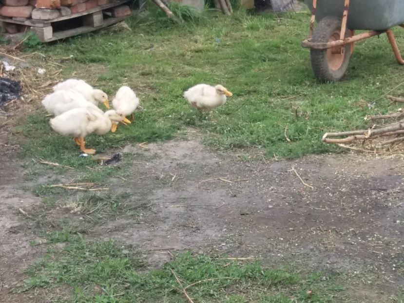 La iarba verde :) - Pekin