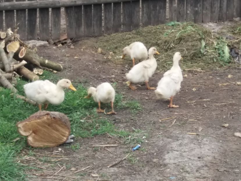 La iarba vere :) - Pekin