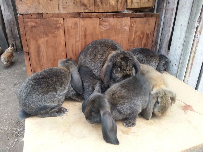  - 4 Femela RO 2 1606 De Vanzare