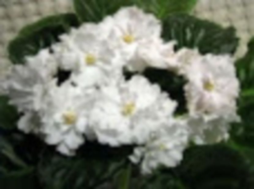 le zizel - GENUL Saintpaulia - Violete Africane