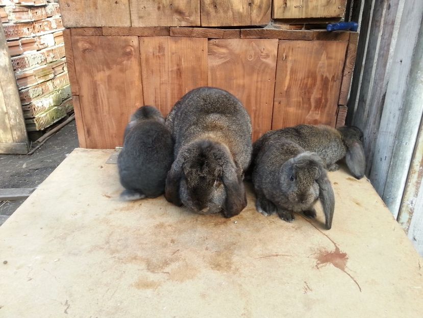  - 6 Femela RO 19 2606 De Vanzare