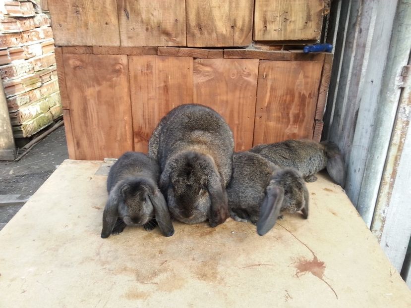  - 6 Femela RO 19 2606 De Vanzare