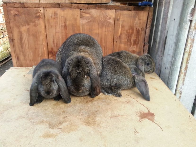  - 6 Femela RO 19 2606 De Vanzare