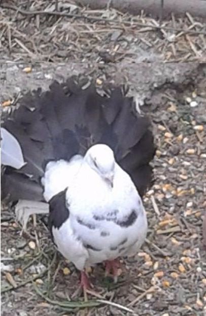 v (1) - A---Achizitii 2017