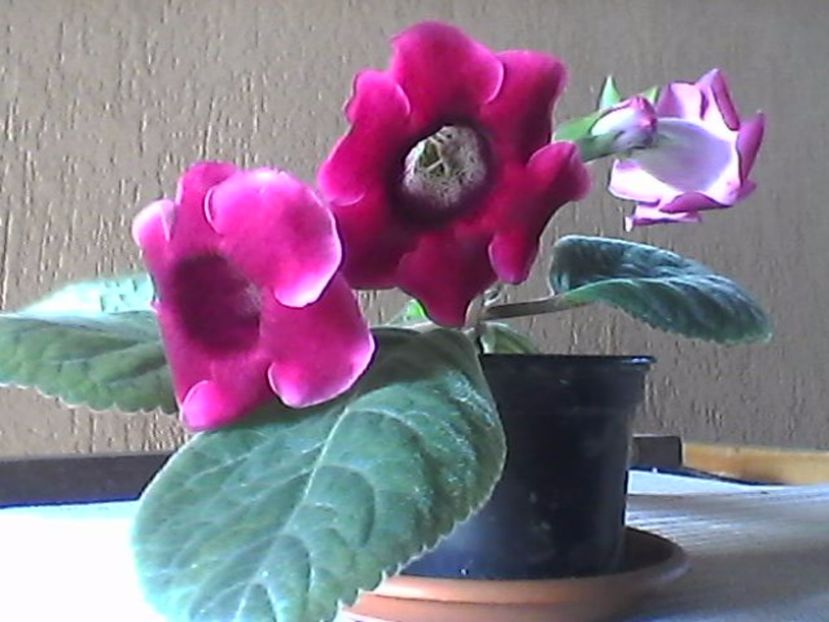 Photo0739 - Gloxinia 2017-- 2018