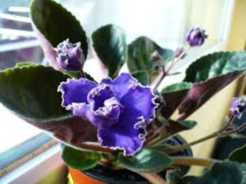 Le Antonio Banderas - GENUL Saintpaulia - Violete Africane