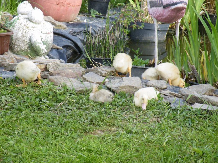  - 2017 in gradina mea